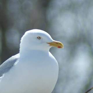 gull
